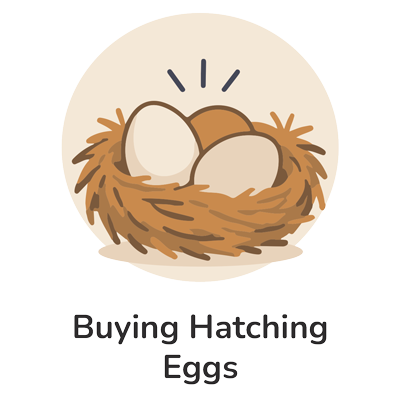 Buying Hatching Eggs